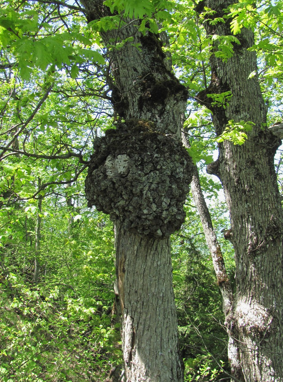 Изображение особи Quercus petraea.