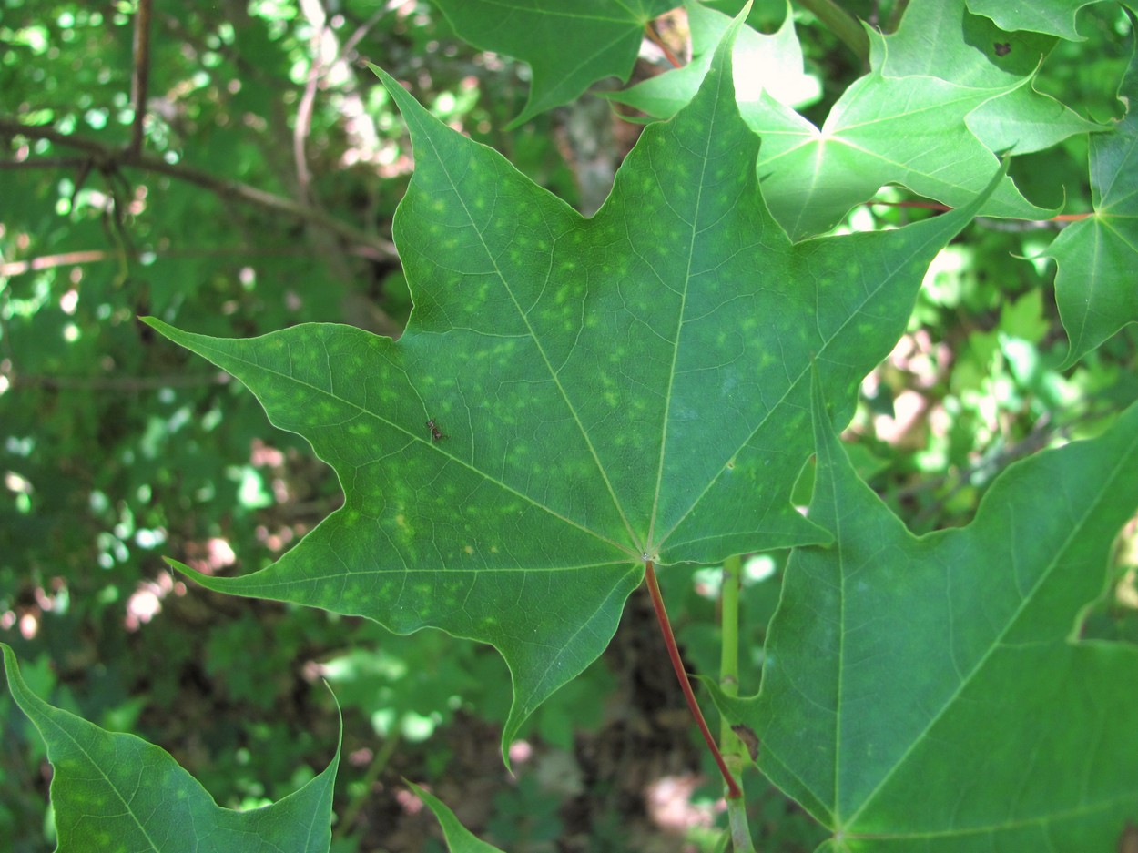 Image of Acer cappadocicum specimen.