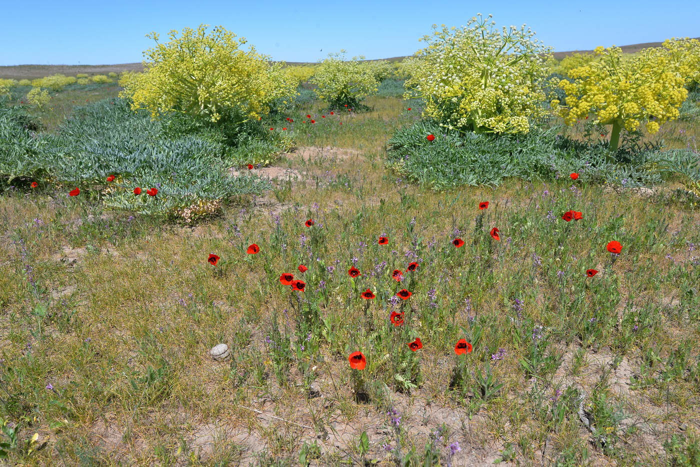 Изображение особи Papaver pavoninum.