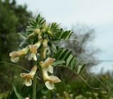 Vicia pannonica