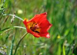 Tulipa suaveolens