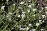 Cerastium arvense