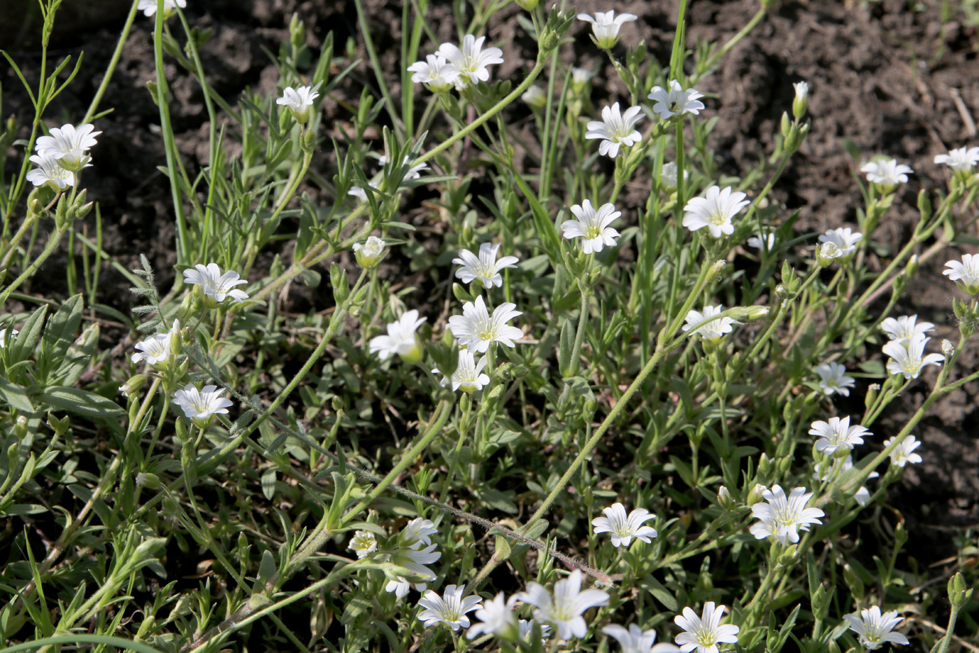 Изображение особи Cerastium arvense.