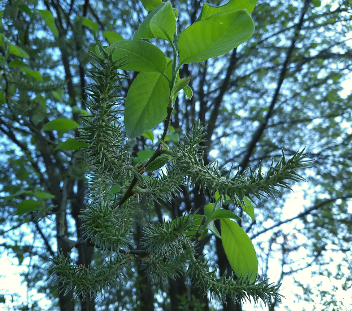 Image of Salix caprea specimen.