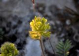 Oxytropis pilosa