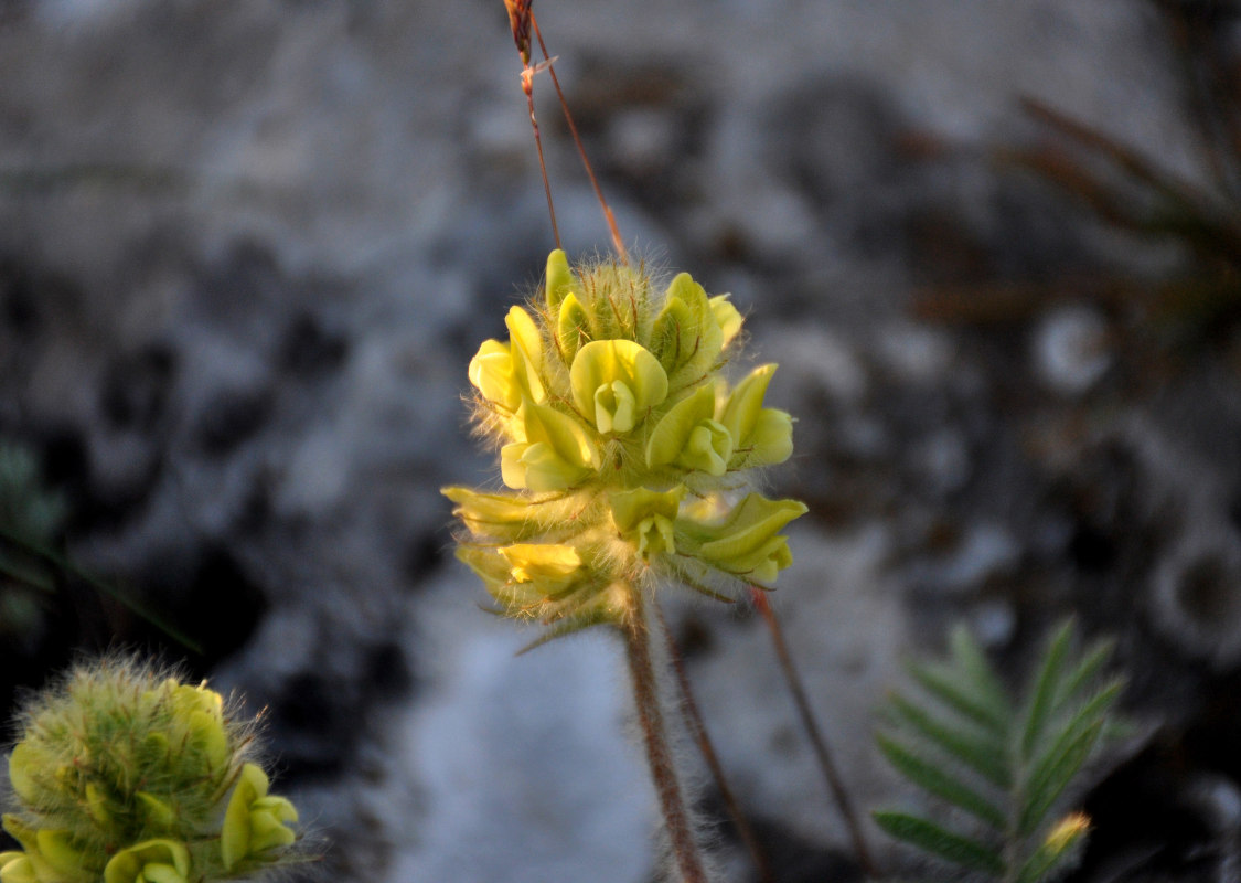 Изображение особи Oxytropis pilosa.