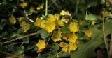 Lysimachia nummularia