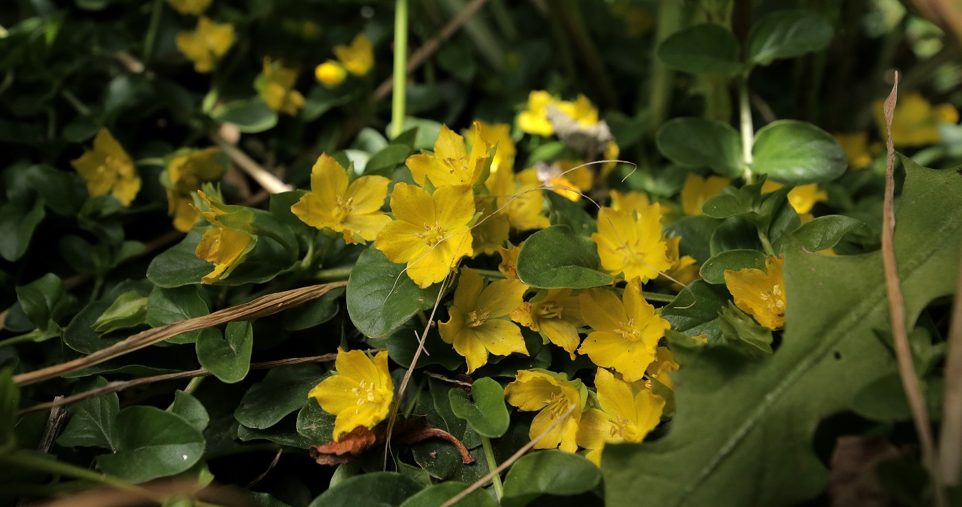 Изображение особи Lysimachia nummularia.