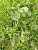 Davidia involucrata. Часть ветви с соцветиями. Австрия, г. Вена, Бельведер, ботанический сад. 28.04.2008.