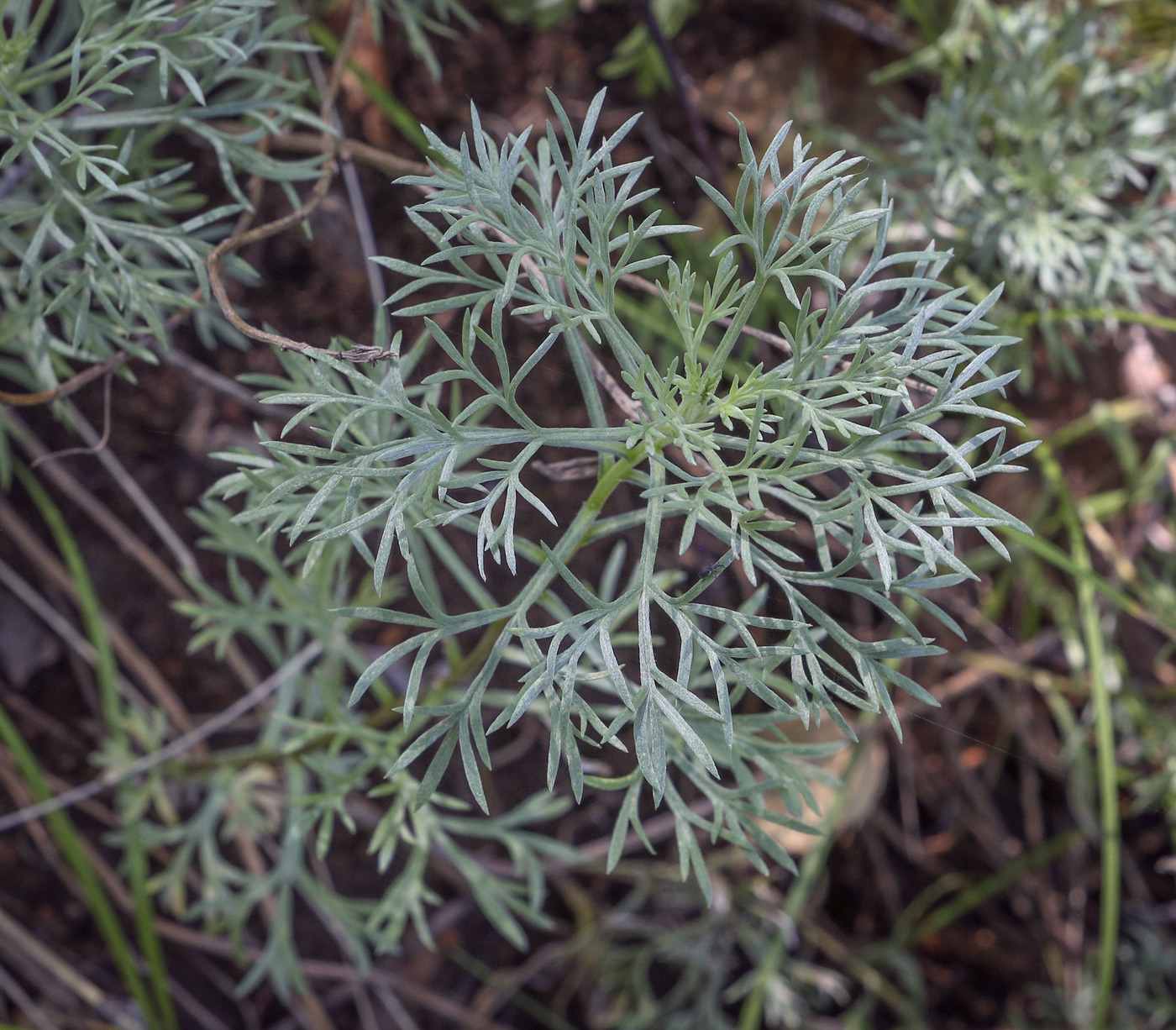 Image of Artemisia sericea specimen.