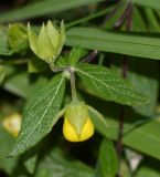 Calceolaria engleriana. Верхушка побега с цветком и чашечкой отцветшего цветка. Перу, регион Куско, провинция Урубамба, обочина дороги к археологическому комплексу. 16.10.2019.