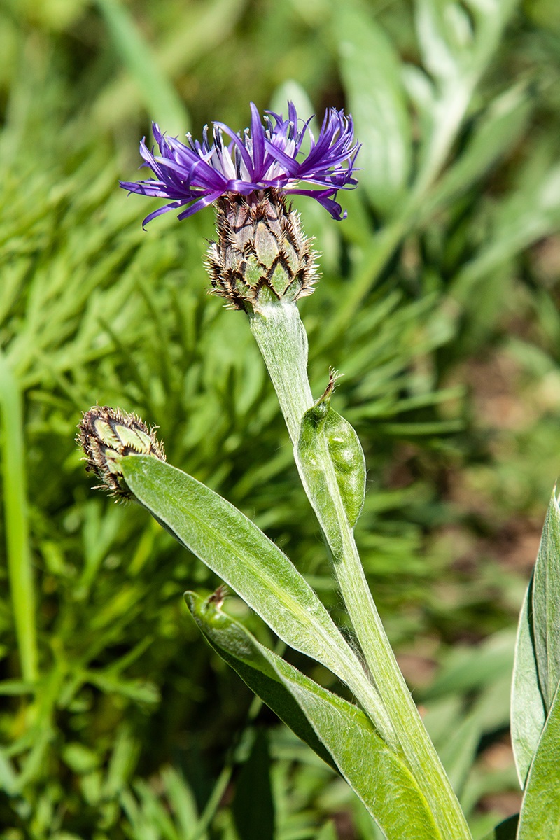 Image of Centaurea czerkessica specimen.