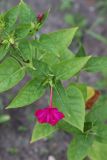 Mirabilis jalapa