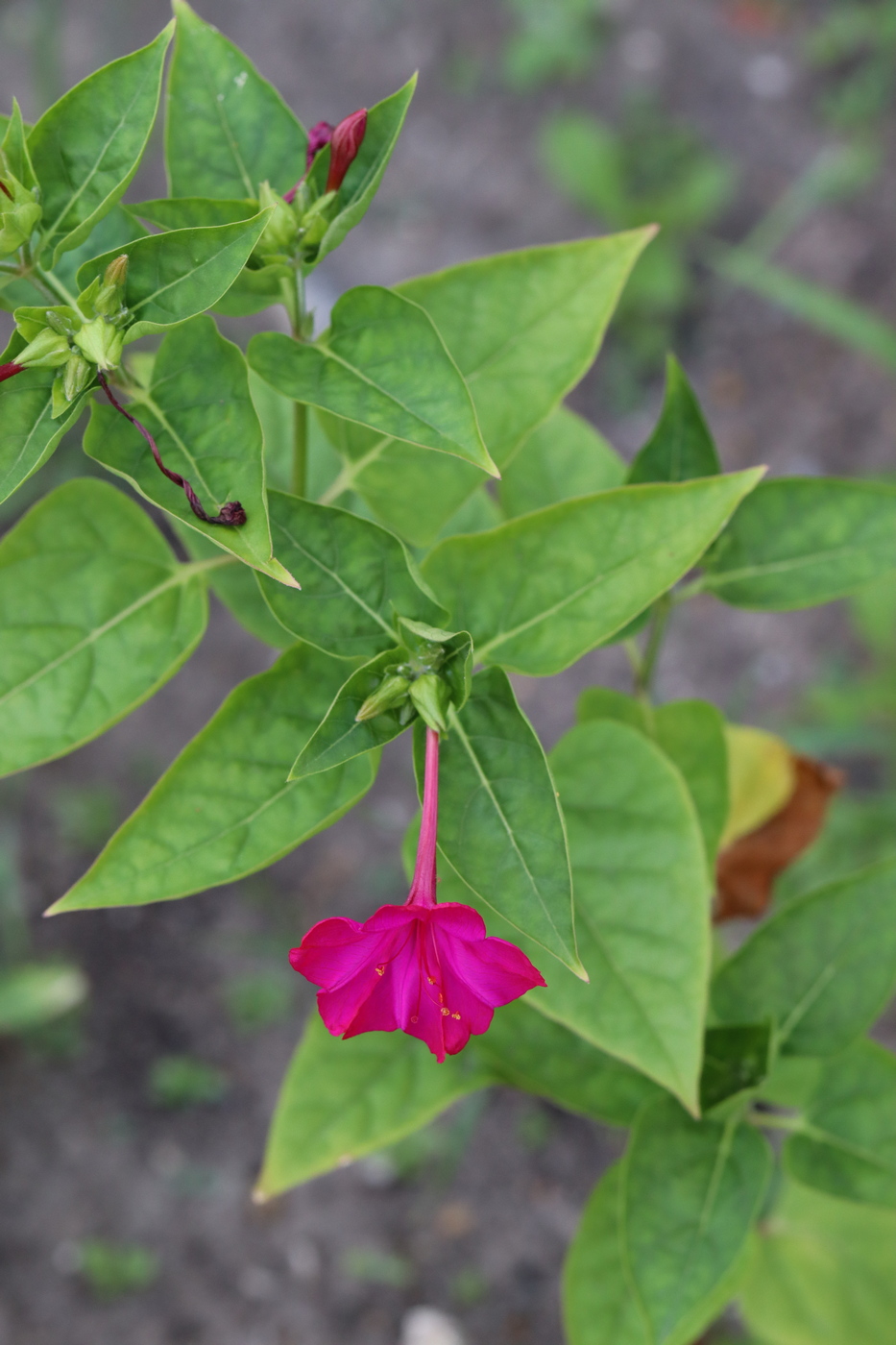 Изображение особи Mirabilis jalapa.