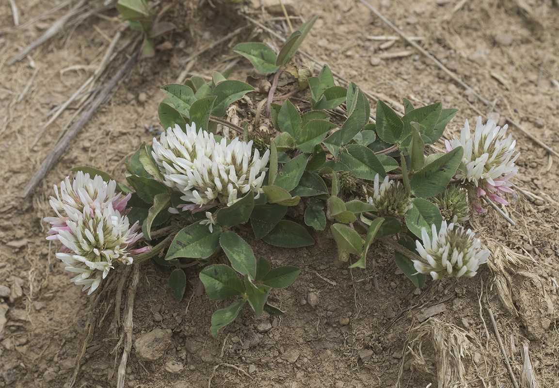 Image of Trifolium ambiguum specimen.