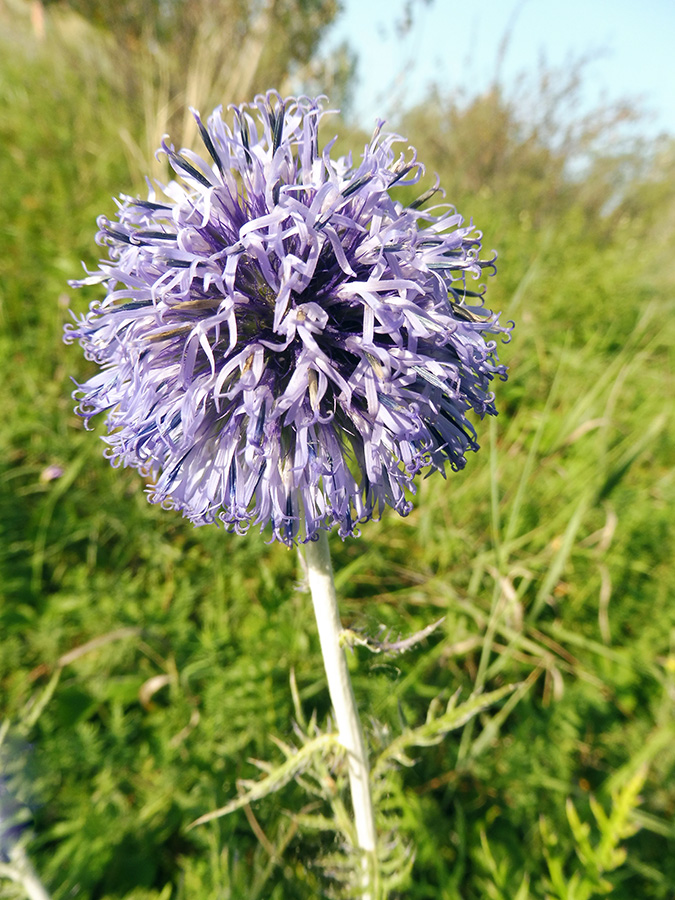 Изображение особи Echinops crispus.