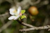 род Malus. Часть повреждённой ветви с цветком и бутоном (повторное цветение). Краснодарский край, Лазаревский р-н, мкр-н Дагомыс, гора Успенка, обочина дороги. 02.10.2021.