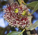 genus Eucalyptus