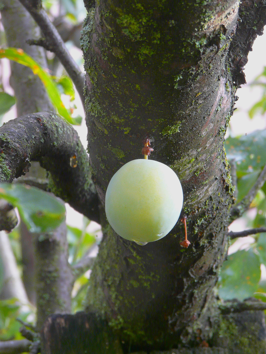 Image of Prunus domestica specimen.