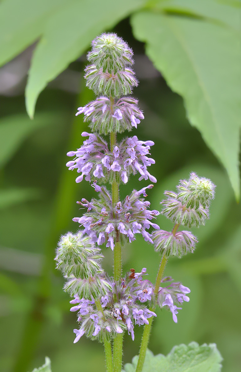 Image of Salvia verticillata specimen.