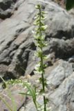 Melilotus albus