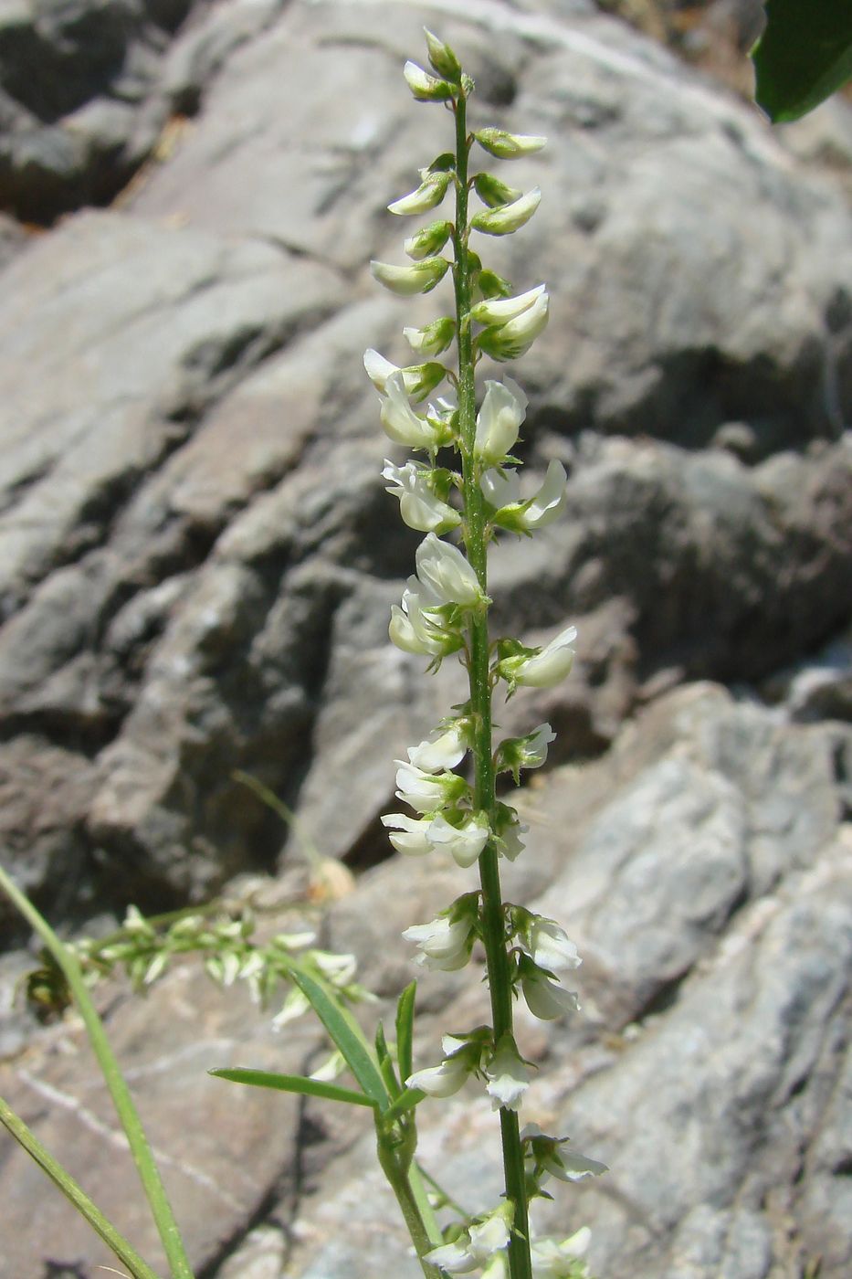 Image of Melilotus albus specimen.