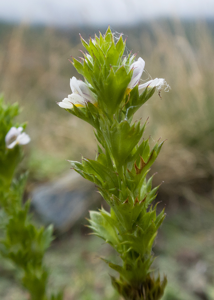 Изображение особи Euphrasia pectinata.