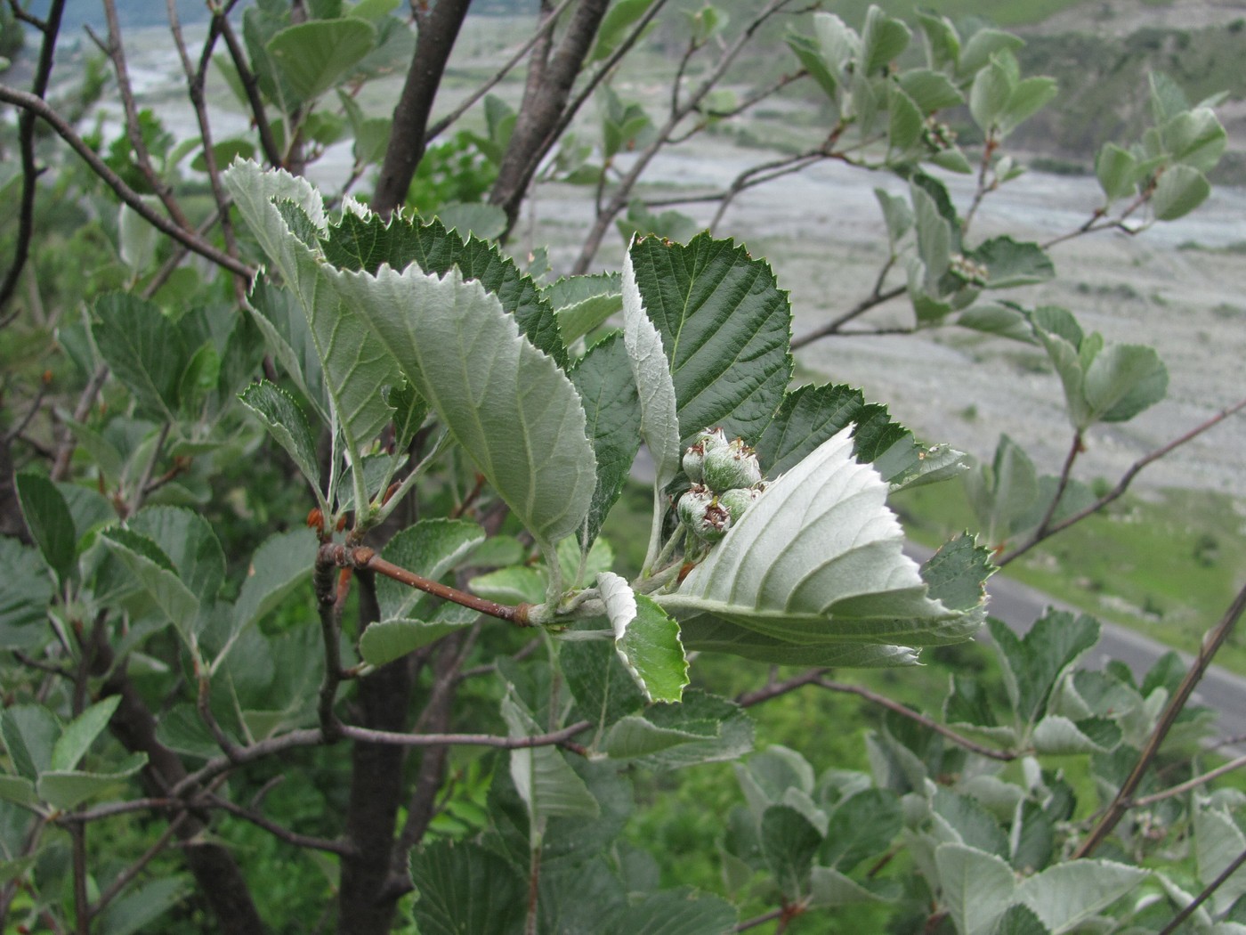 Изображение особи Sorbus graeca.