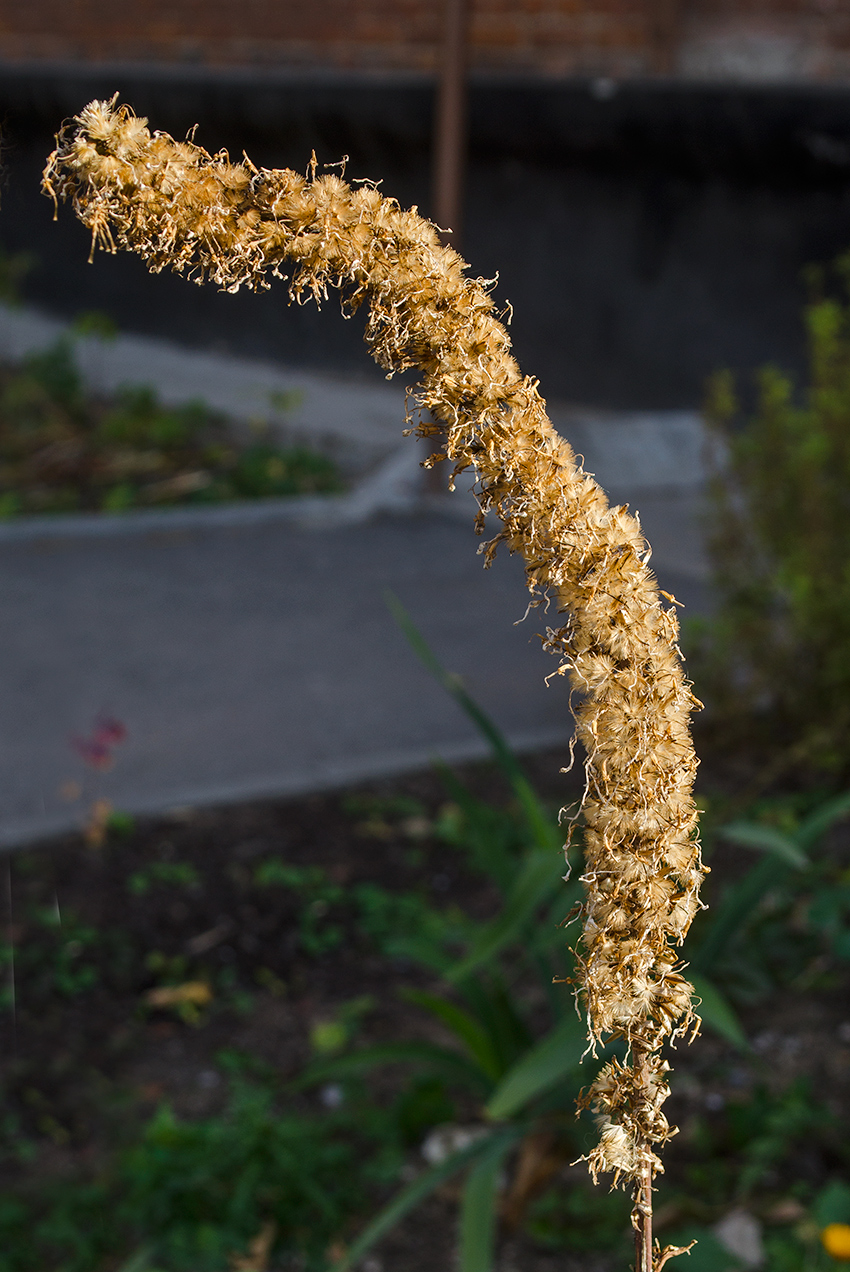 Image of Ligularia przewalskii specimen.