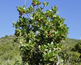 Arbutus unedo