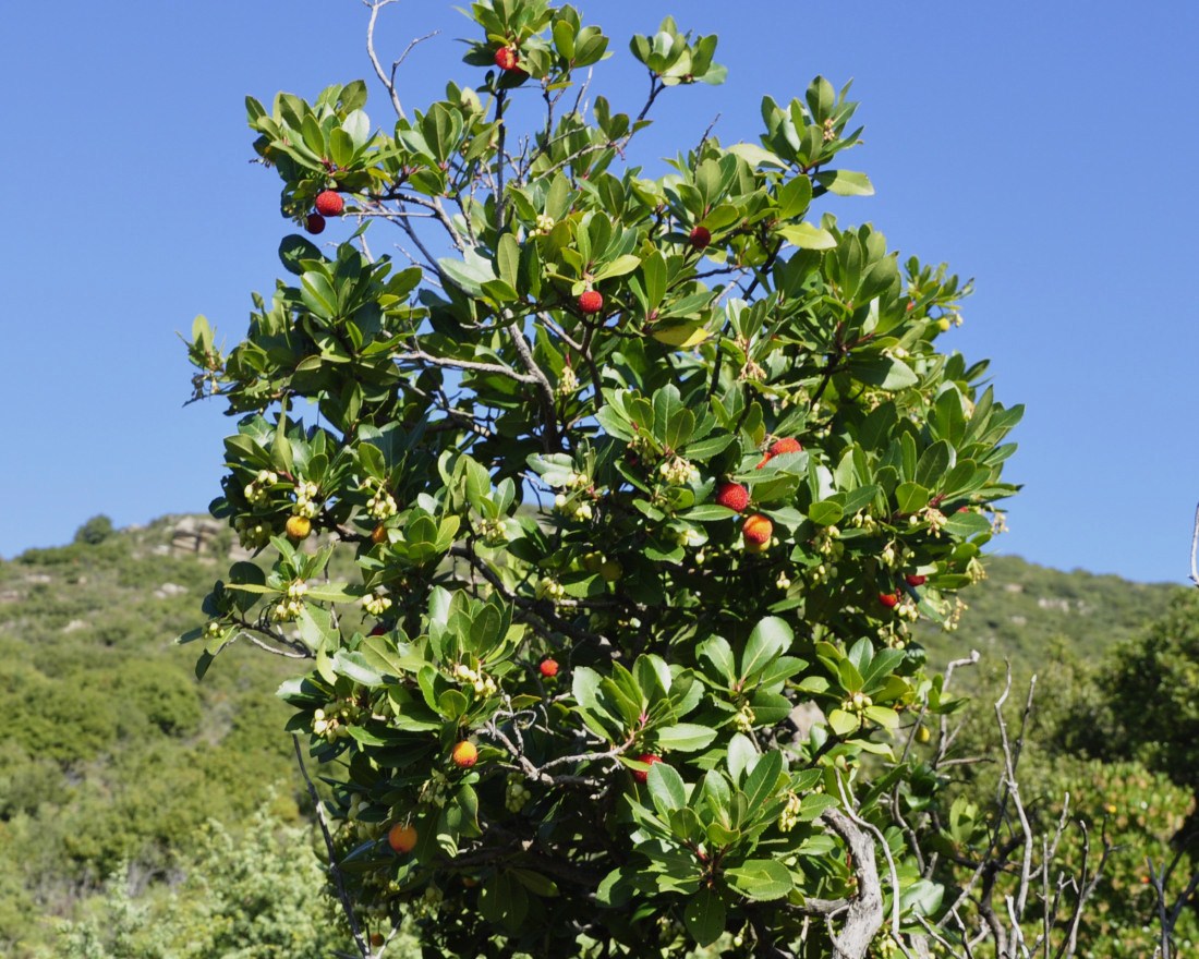 Image of Arbutus unedo specimen.