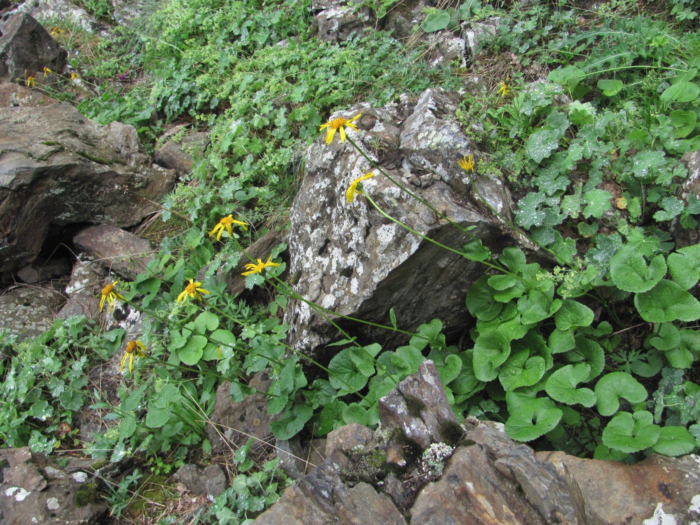 Изображение особи Dolichorrhiza caucasica.