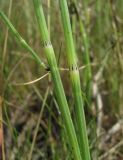 Equisetum palustre