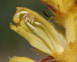 Orobanche ingens. Цветок в разрезе. Дагестан, Докузпаринский р-н, с. Килер, луг у дороги (паразитирует на Heracleum sosnowskyi). 26 июня 2021 г.