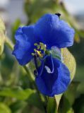 Commelina tuberosa