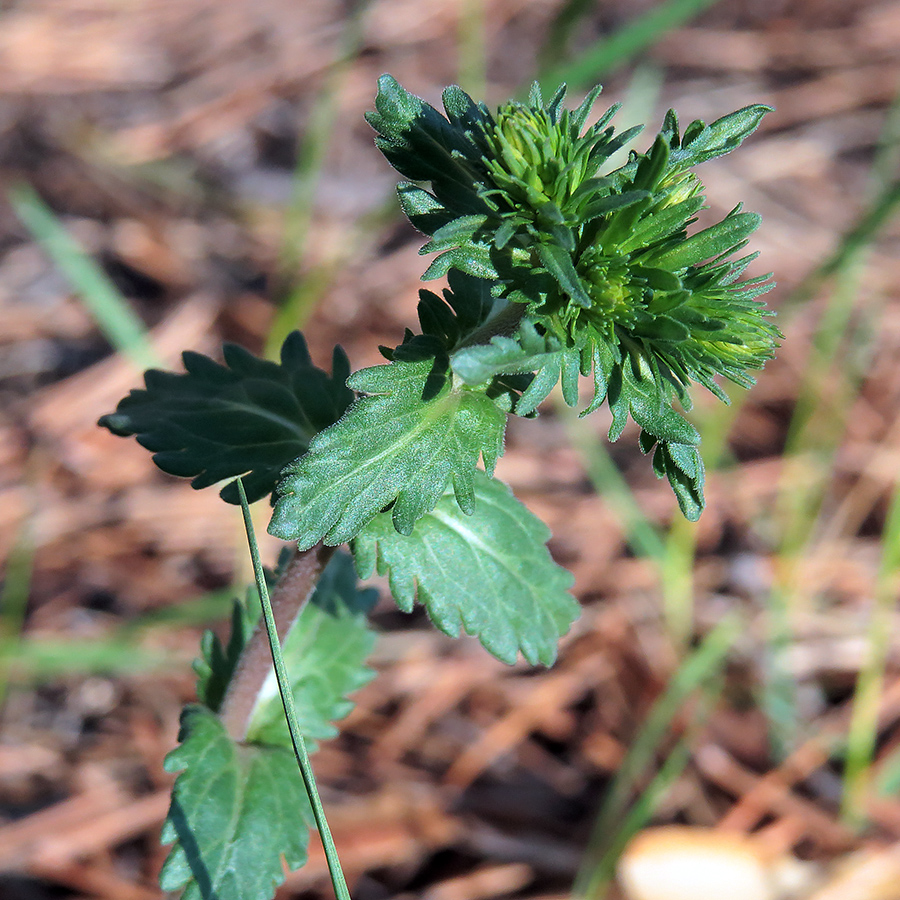Image of Veronica teucrium specimen.