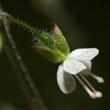 Circaea lutetiana. Цветок. Республика Абхазия, окр. Нового Афона. 20.08.2009.