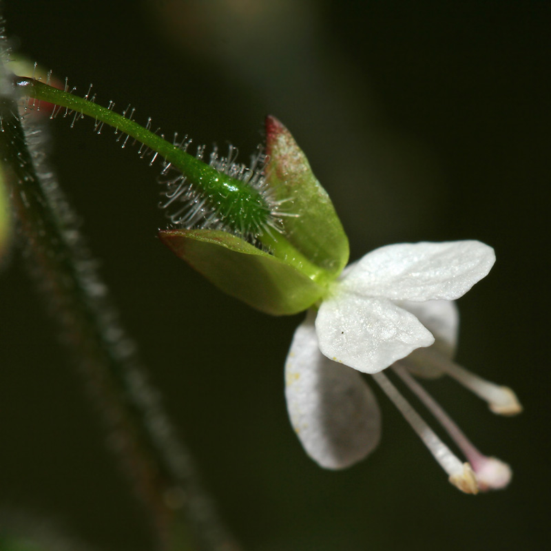 Image of Circaea lutetiana specimen.