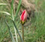 Tulipa humilis