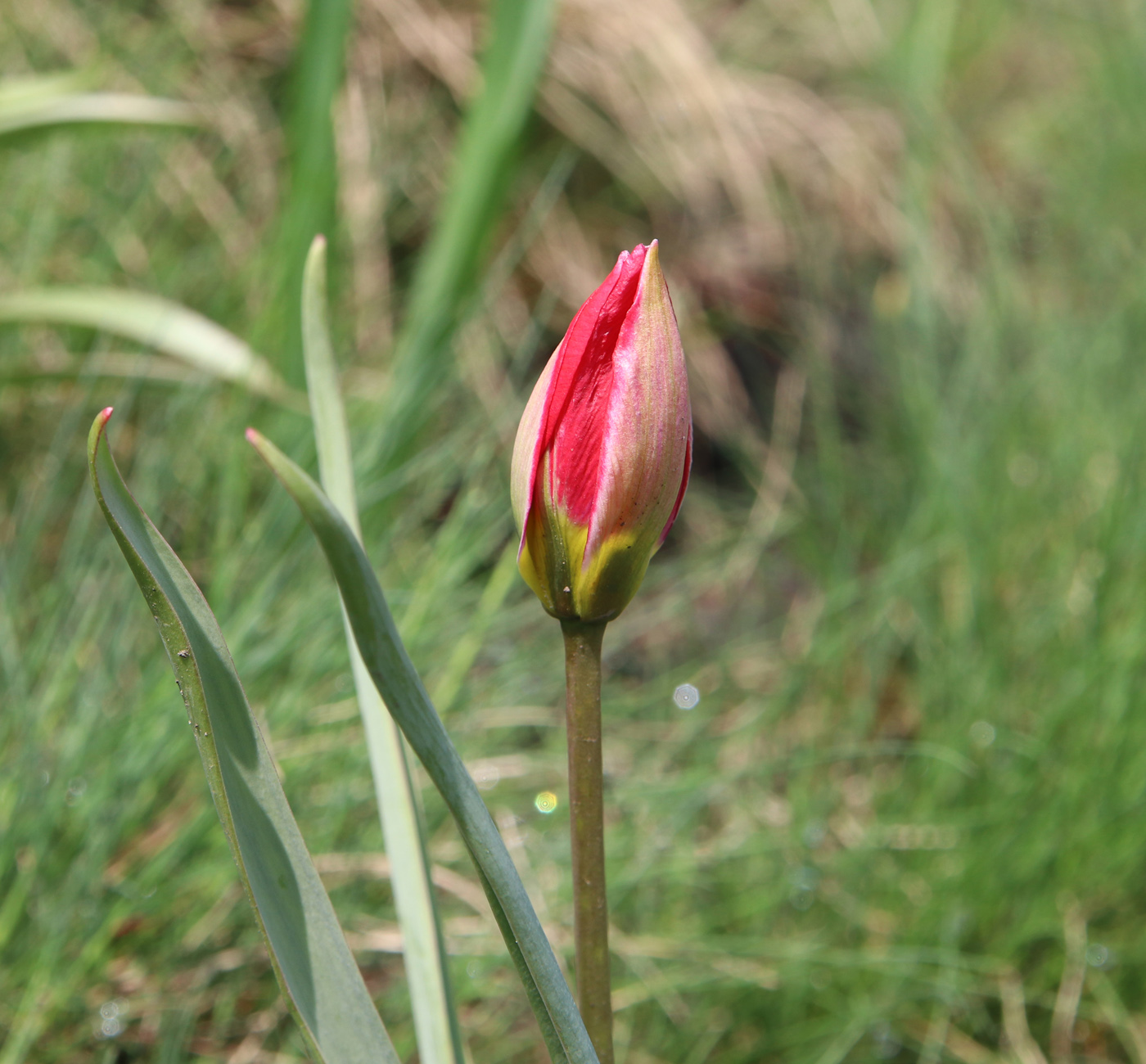Изображение особи Tulipa humilis.