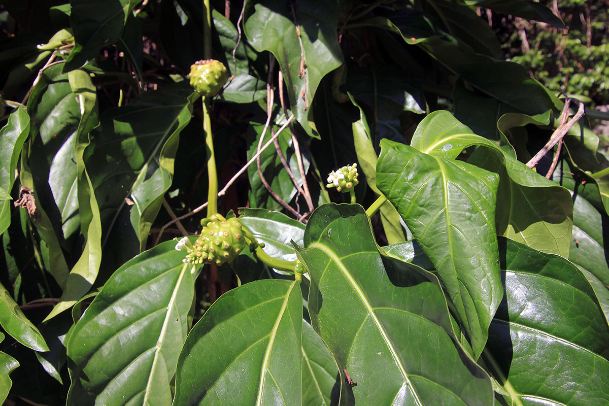 Image of Morinda citrifolia specimen.