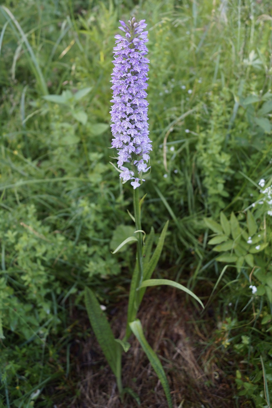 Image of Dactylorhiza fuchsii specimen.