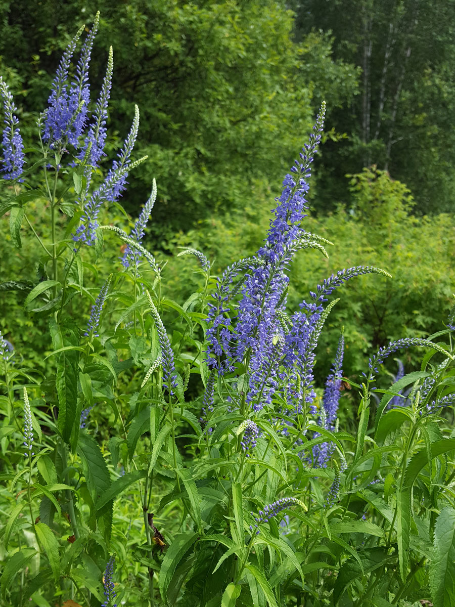 Image of Veronica longifolia specimen.