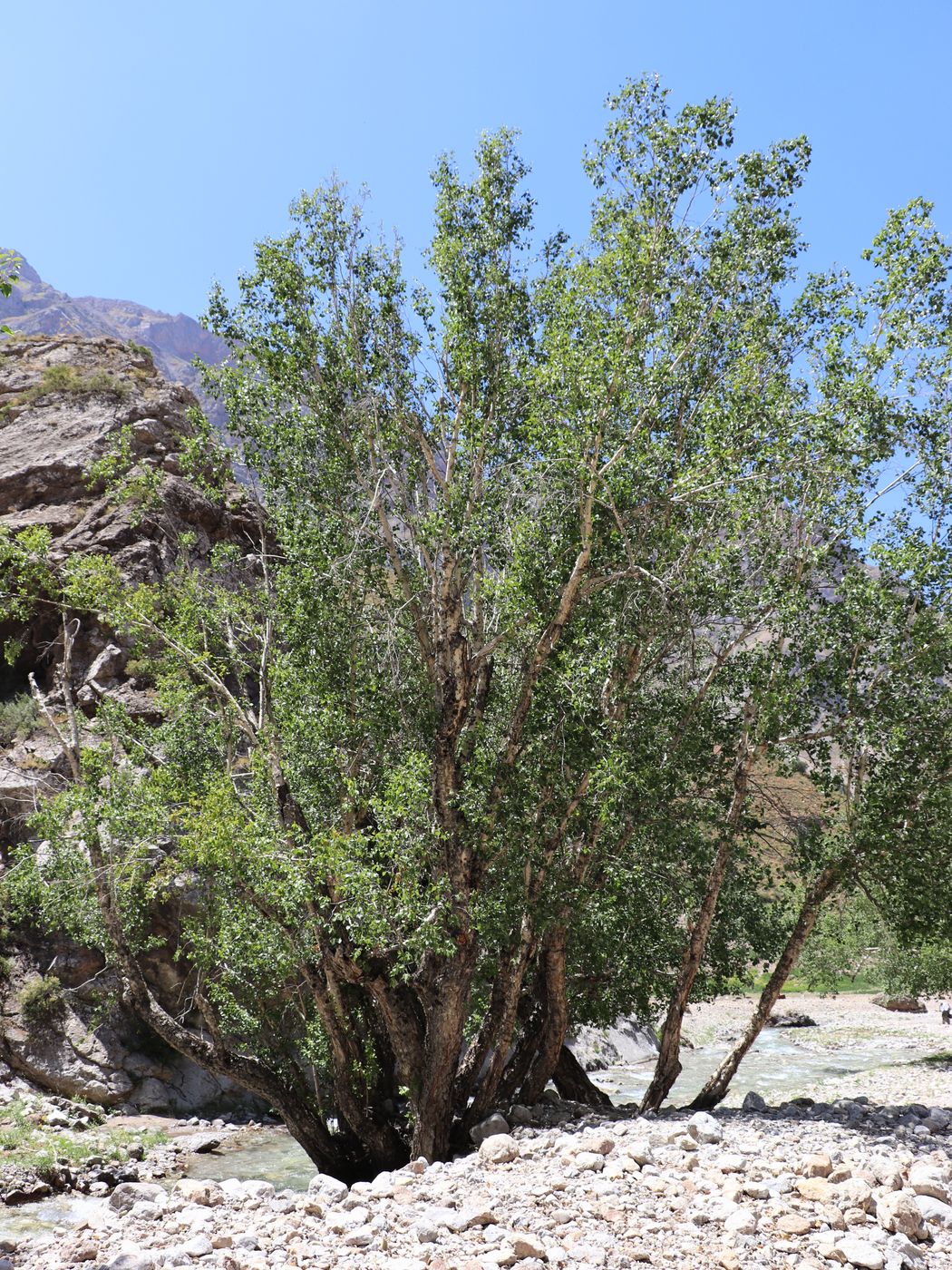 Image of Betula tianschanica specimen.