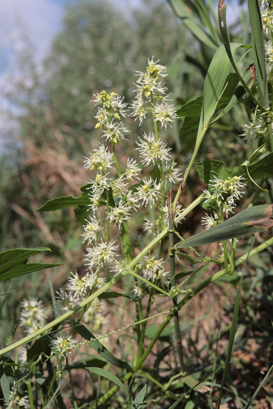 Изображение особи Echinocystis lobata.