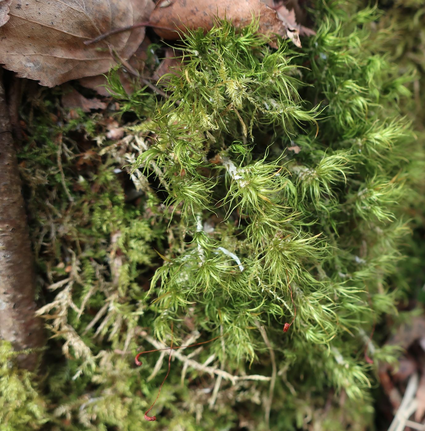 Image of Dicranum scoparium specimen.