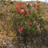 Telopea truncata. Цветущее растение. Австралия, штат Тасмания, национальный парк \"Mount Field\". 25.12.2010.