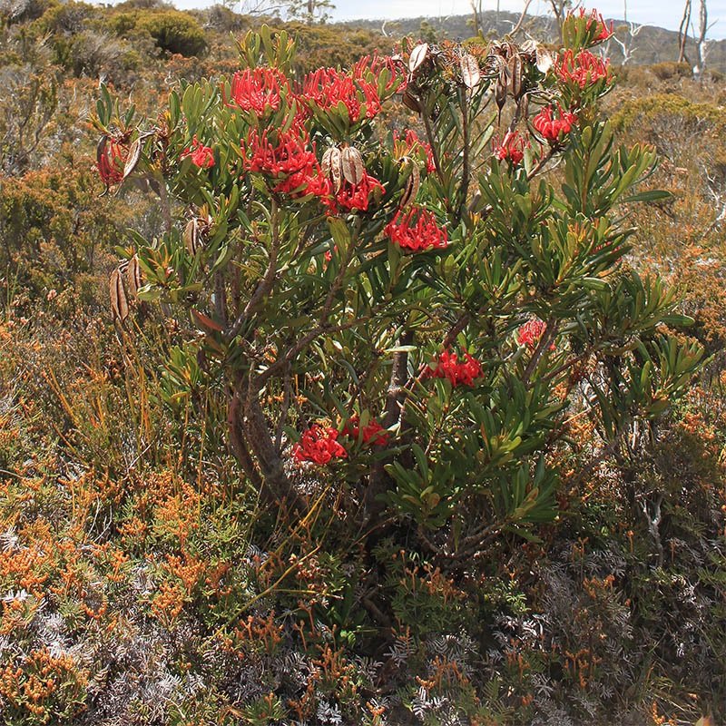 Image of Telopea truncata specimen.