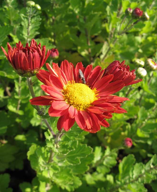 Image of Chrysanthemum indicum specimen.