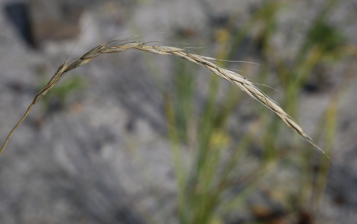 Изображение особи род Elymus.